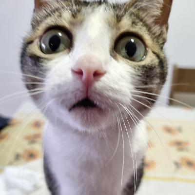 cocktail_meow@ohai.social