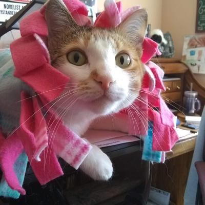 momming_round2@ohai.social