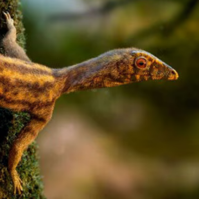 fluffylizard@ohai.social