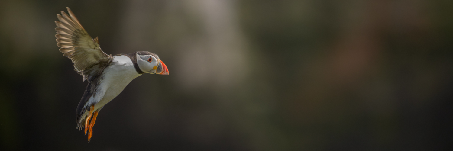 Header Image