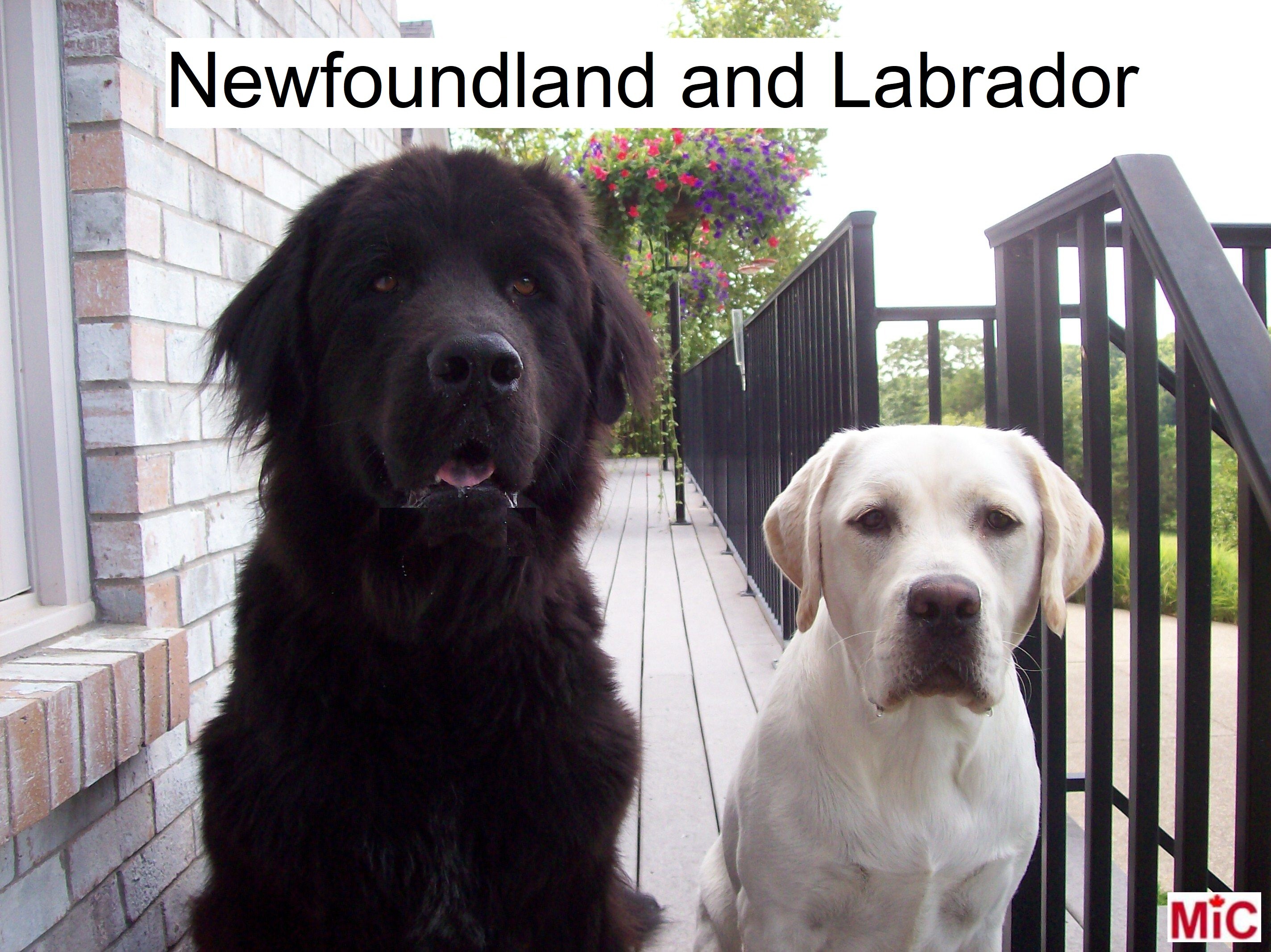 Newfoundland dog deals and labrador