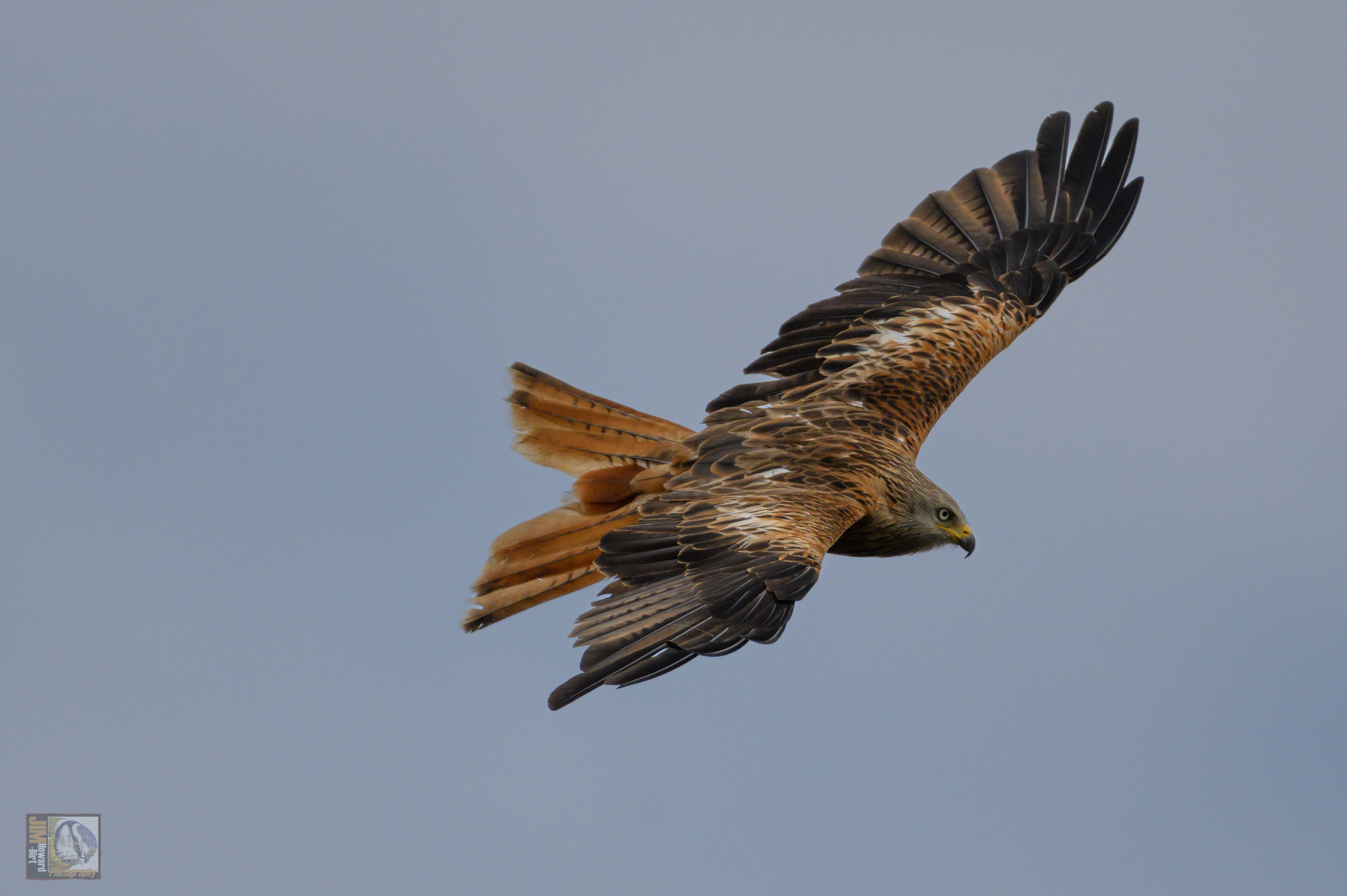 Why are Harris hawks the most popular bird of prey used in falconry in the  UK today? — the SCOTTISH countryman