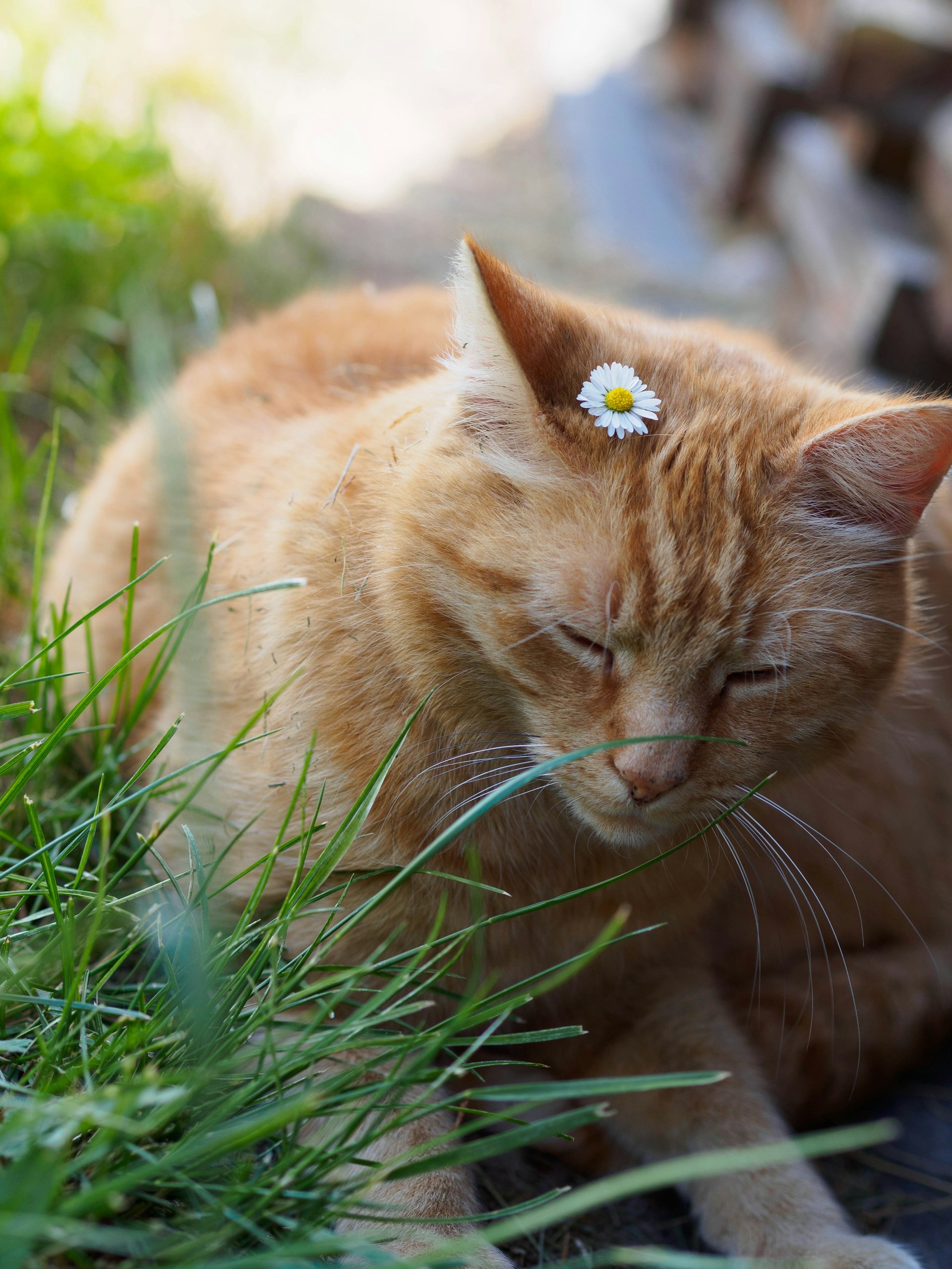 A red cat lying on the grassy ground with eyes closed. On top of his head is a little flower.