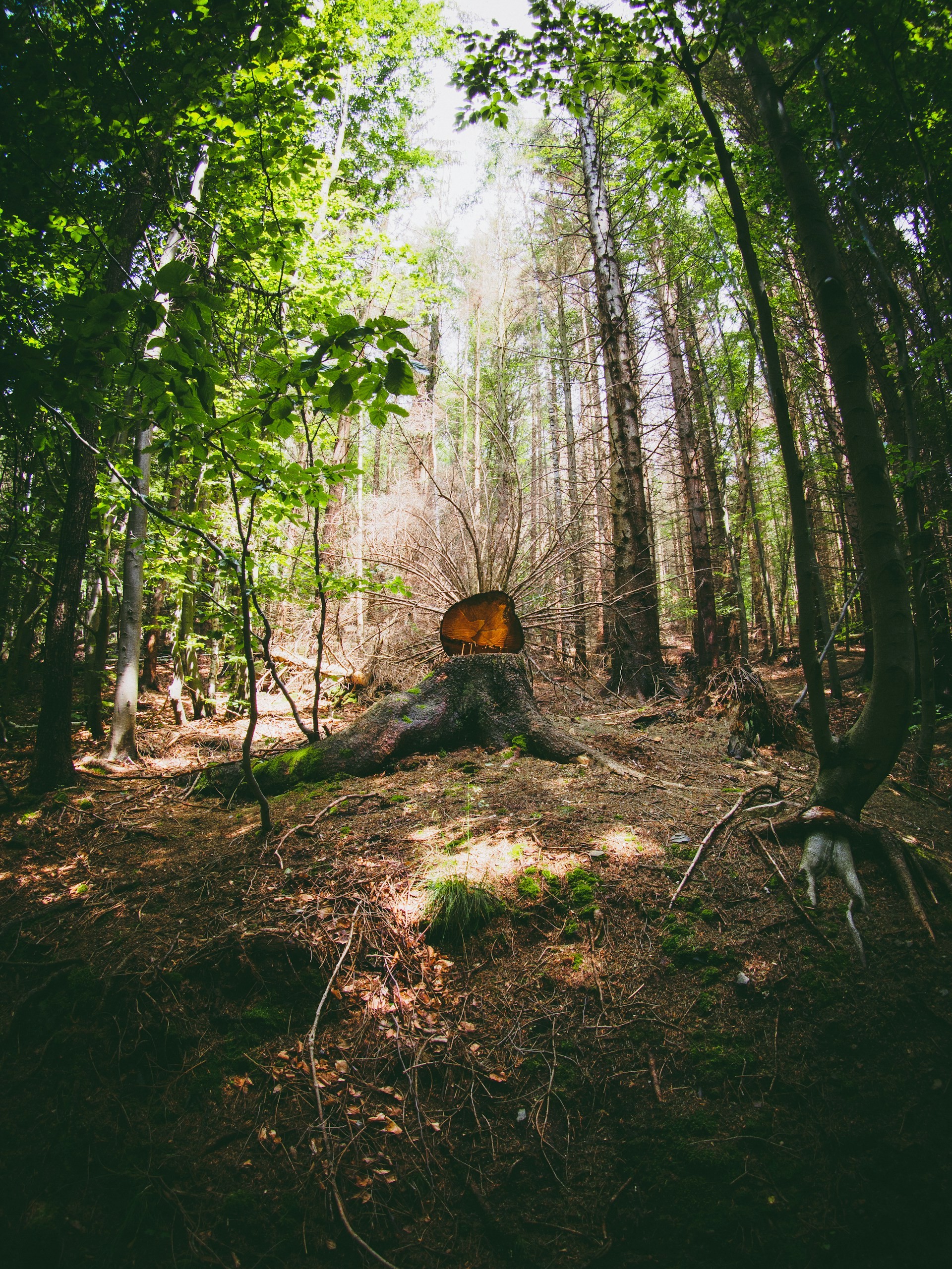 In a deep forest with green leaves. In the center lies a log that was cut. At the top light shines through.