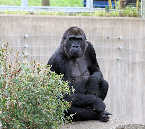 Western lowland gorilla Mandara is sitting on a round cement structure next to a bush, looking grumpy.