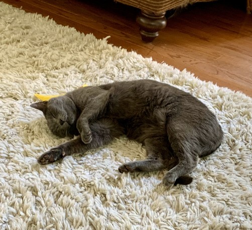 Gray cat Marley is lying on a fluffy white rug zonked out.