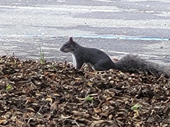 series of 4 pics of a grey squirrel digging in mulch