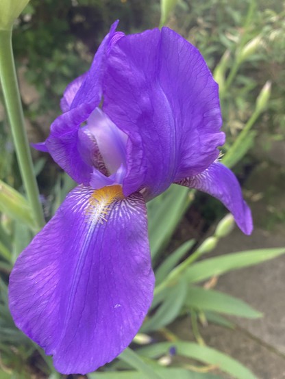 Purple Iris flower 