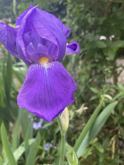 Purple Iris flower 
