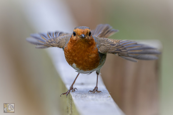 a Robin that has just landed on a fence and still has its wings open