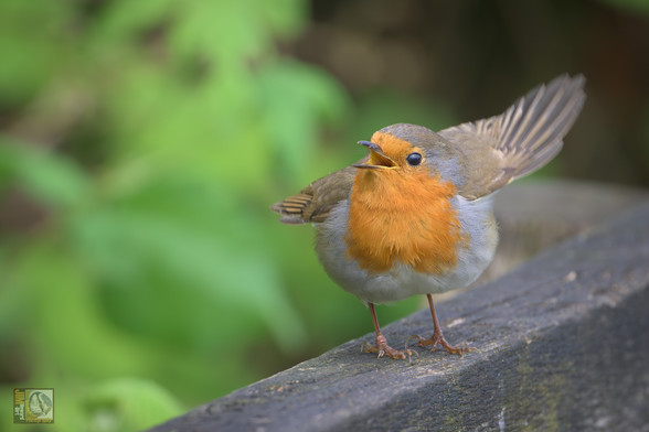 a cheerful Robin with wings aloft