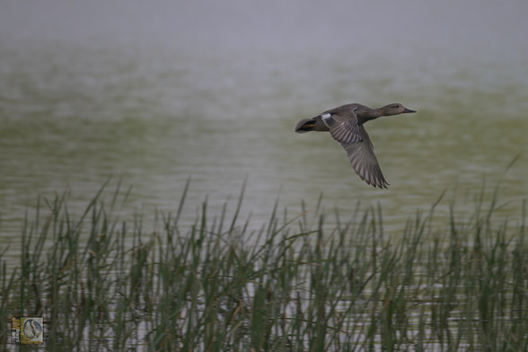 a duck flying low above a lake