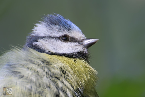 A close up photo of a small bird 