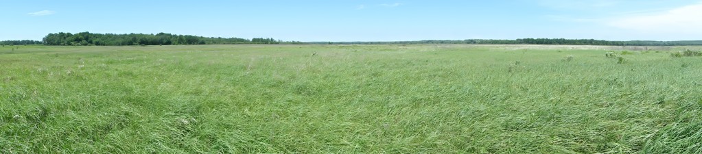 A sea of marsh grass on the George Meade Wildlife Area, southwest of Wausau, Wisconsin