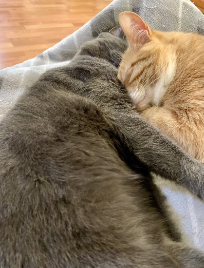 Orange tabby Ziggy is snuggled up against gray cat Marley’s chest sleeping.
