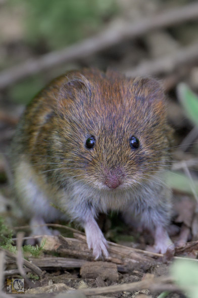 A small inquisitive rodent on the woodland floor this morning (near a stream)