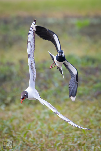 A gull chasing a lapwing in mid air