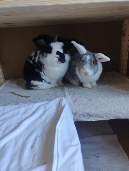 Ein schwarz-weißes und ein grau-weißes Kaninchen sitzen dicht nebeneinander in einem Regal und schauen in die Kamera