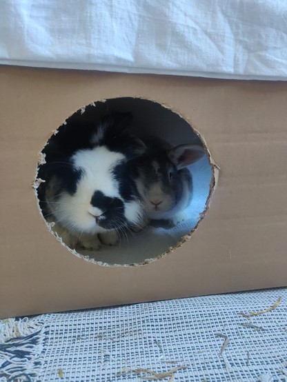 Ein schwarz-weißes und ein grau-weißes Kaninchen sitzen dicht nebeneinander in einem Pappkarton und schauen durch ein rundes Loch im Karton raus und in Richtung Kamera
