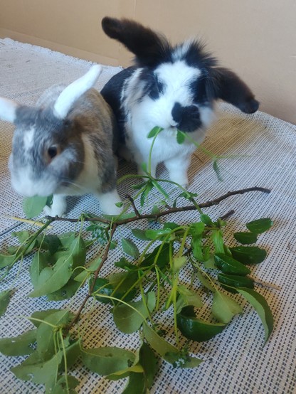 Ein schwarz-weißes und ein grau-weißes Kaninchen sitzen dicht nebeneinander und fressen von einem Birnenzweig