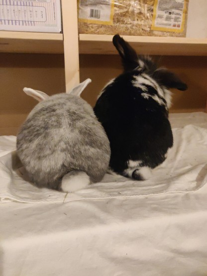 Ein schwarz-weißes und ein grau-weißes Kaninchen sitzen dicht nebeneinander auf einem Pappkarton, sie sitzen mit dem Rücken bzw. ihren Puschelpopos in Richtung Kamera, so dass man nur ihre Hinteransicht hat