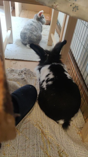 Ein schwarz-weißes und ein grau-weißes Kaninchen sitzen hintereinander unter einem Schreibtisch.