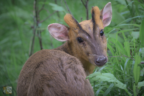 a red/brown deer