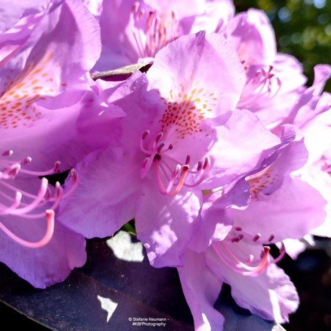 Violet rhododendron flowers.