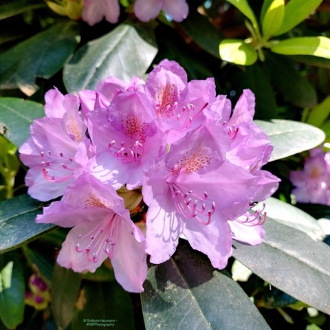 Violet rhododendron flowers.
