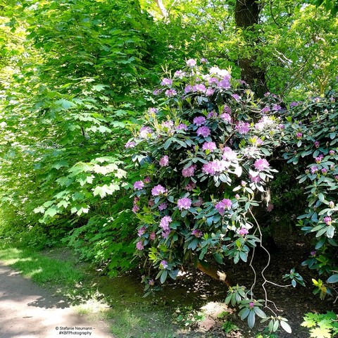 Violet flowering rhododendron bush.