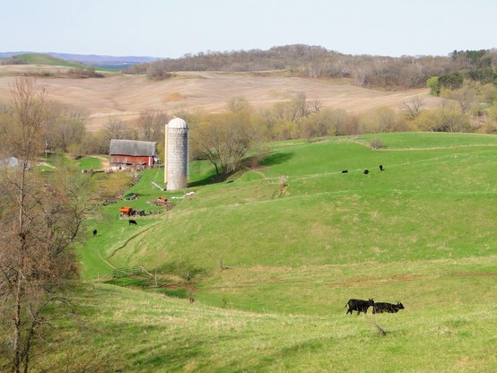 Early May, view from the top of a ridge down onto a little dairy farm.  An old barn and a 50's-style silo, farm equipment left here and there, a few black cattle on the landscape below