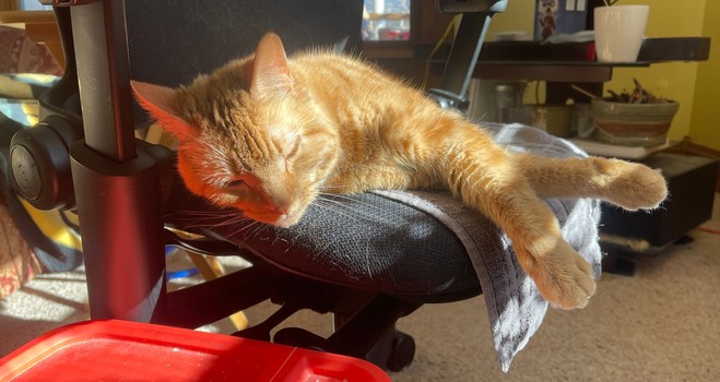 An orange stripey kitty, quiet and matronly, resting in a sun puddle in my work chair downstairs....