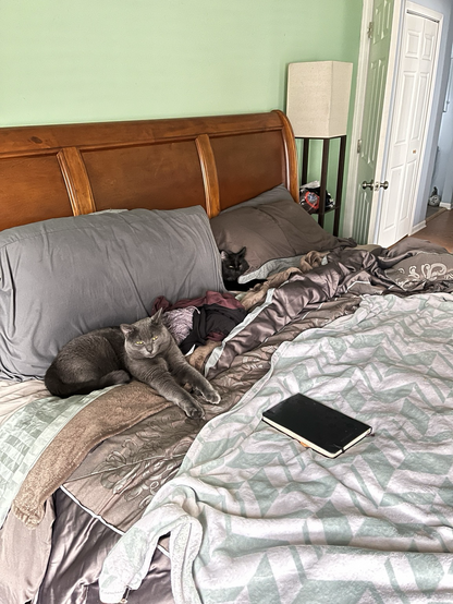 A grey cat laying against a grey pillow with a black kitten laying between the pillows, just peeking out on rumpled bed with green and grey covers.