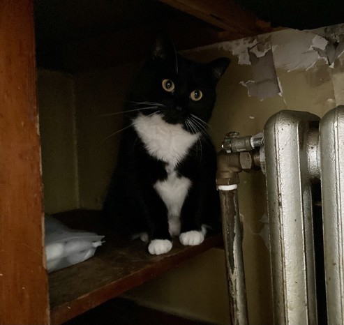 a black and white cat ponders infinity under a dirty old sink