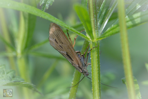 a brown insect on a grass stem