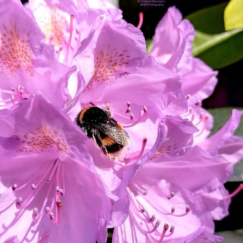 A bumblebee collecting pollens on violet rhododendron flowers.