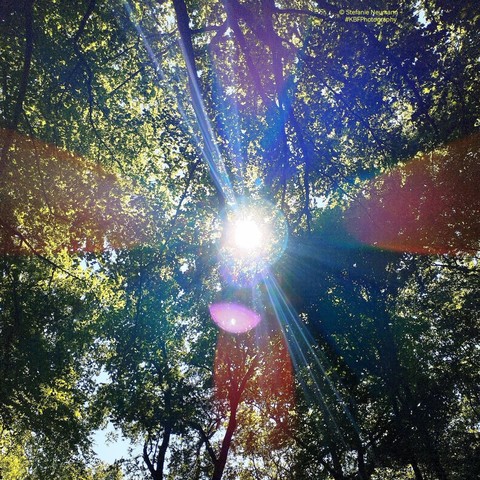 The sun beaming through tree canopies.