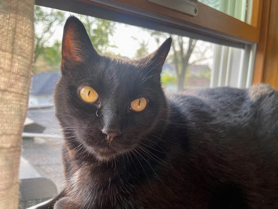 A big black cat, enjoying the spring breezes in the window I opened for him.  I love him.  
