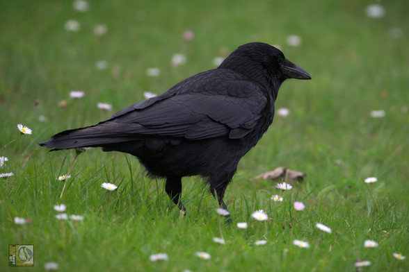 a crow stood among a few daisies