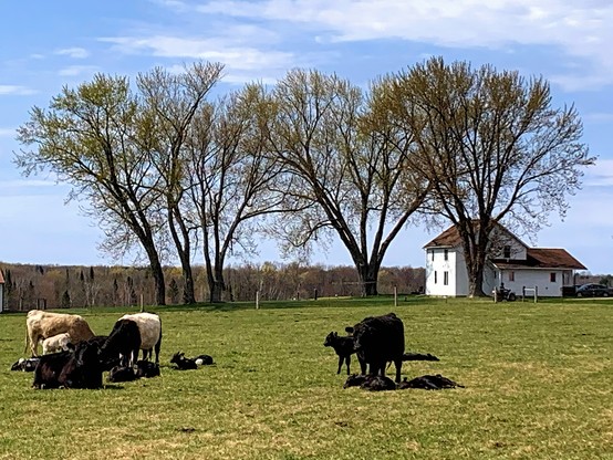 Breezy spring morning, trees budding, three cows and their calves resting and grazing.  Another cow and calf stand off a few meters.  

The trees and a farmhouse behind it. 
