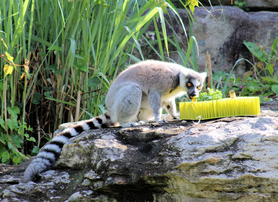 A ring-tailed lemur is standing on the rocks eating a carrot out of a treat feeder.