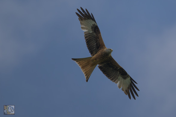 A bird of prey with a large wingspan. A bird with a forked tail and white bars on its wings