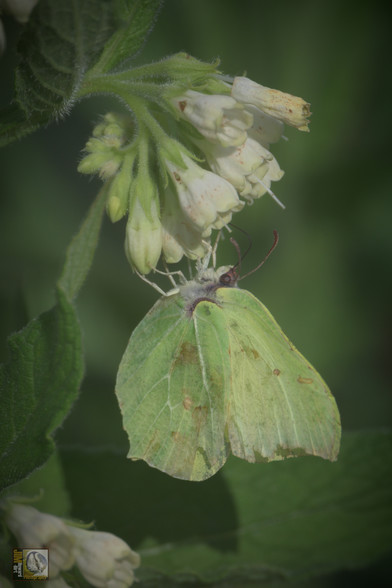 a yellowy green butterfly on a white flowering plant