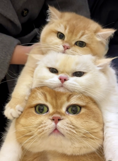 Three cute cats posed on top of each other 