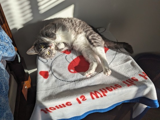 Cat laying on blanket in sunshine showing a little belly