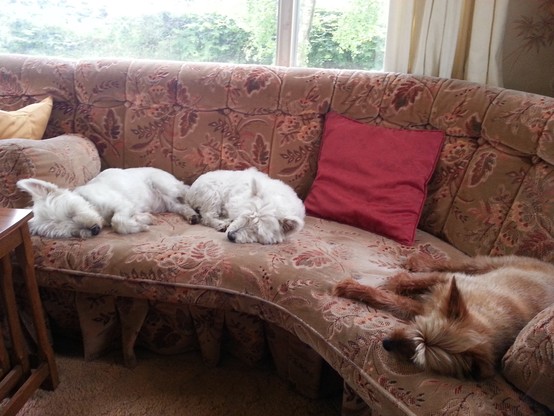 Three dogs stretched out asleep on a sofa below a window. Two dogs to the left are Westies then to the right is a Yorkie. Their names from left to right are Lewis, Molly and Mooch. 