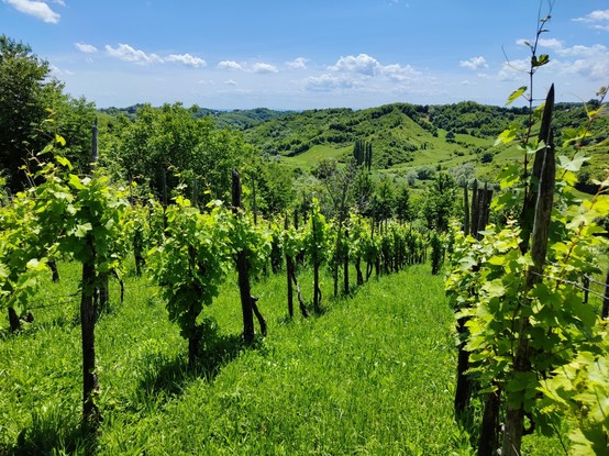 Rich green vineyard; low hills in the not-so-far distance, cyan sky with just a few puffy white clouds.
