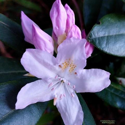 A light-violet rhododendron flower with buds.