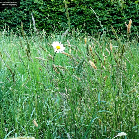 An oxeye daisy among high grass.