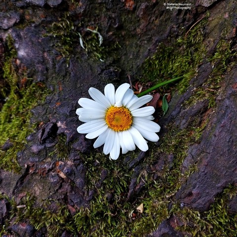 An oxeye daisy flower on the mossy bark of a tree of the Prunus family.
